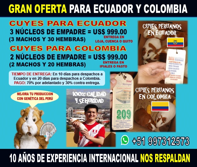 Cuyes para Ecuador y Colombia